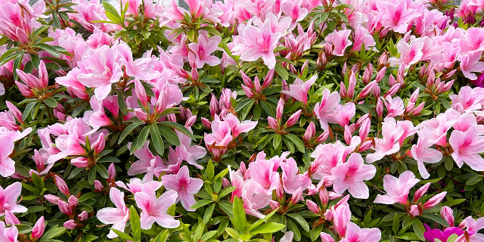青森県南津軽郡大鰐町の花 つつじ