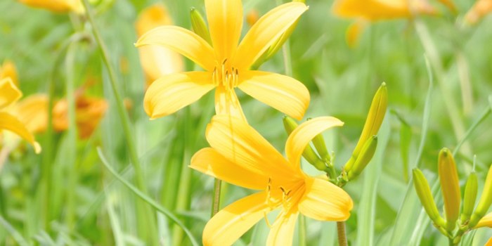 青森県上北郡六ケ所村の花 ニッコウキスゲ