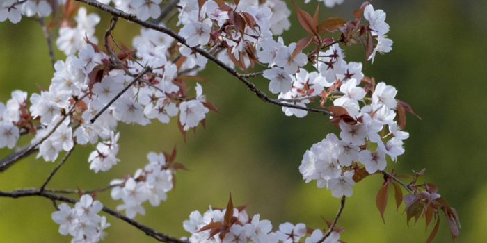 青森県上北郡六戸町の花　やまざくら