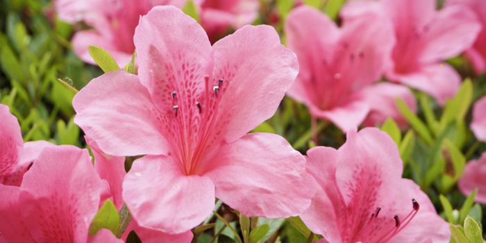 青森県上北郡七戸町の花　つつじ