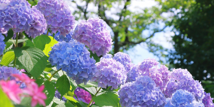 青森県東津軽郡外ヶ浜町の花 あじさい