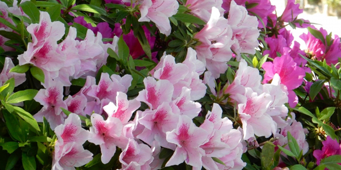 三戸郡田子町の花 ツジ