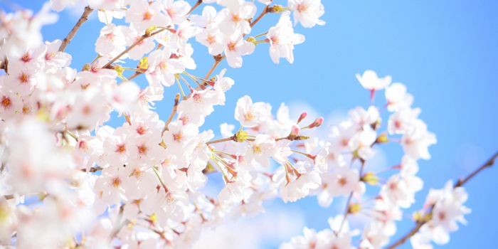 青森県上北郡東北町の花 さくら