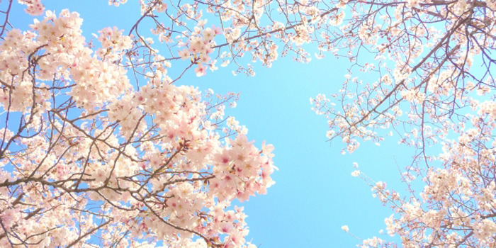 青森県十和田市の花 さくら