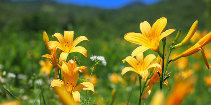 青森県つがる市の花　ニッコウキスゲ