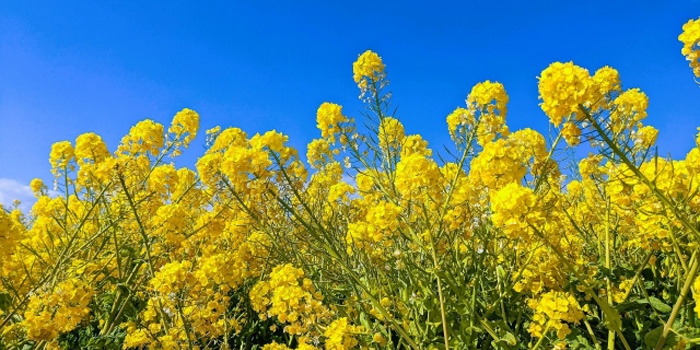 青森県上北郡横浜町の花 菜の花