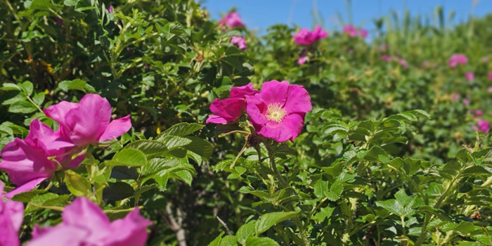 青森県東津軽郡蓬田村の花 はまなす