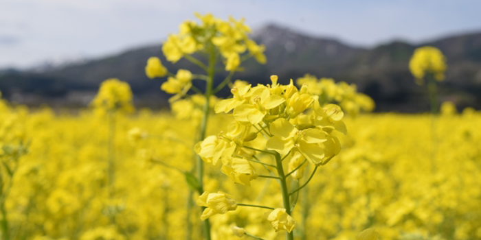 鋸南町の花　なのはな