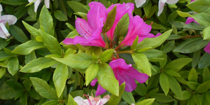 千葉県我孫子市の花　つつじ