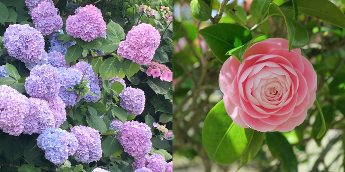 千葉県旭市の花　アジサイ・ツバキ