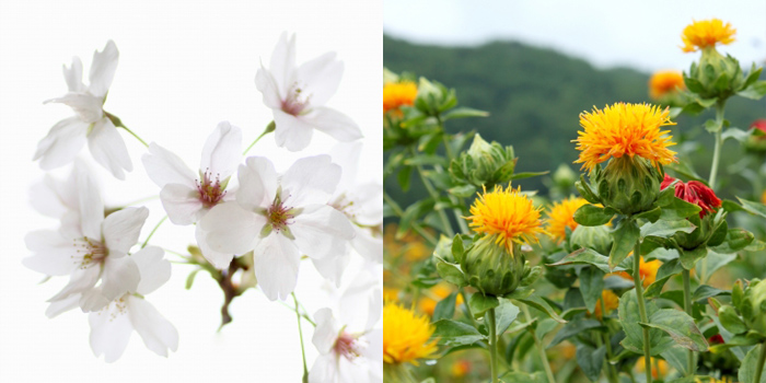 夷隅郡長南町の花　サクラ・ベニバナ