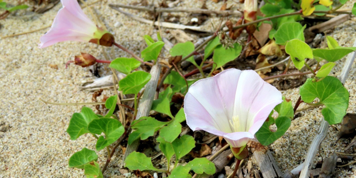 長生郡長生村の花　ハマヒルガオ