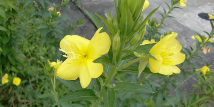 千葉県銚子市の花　オオマツヨイグサ