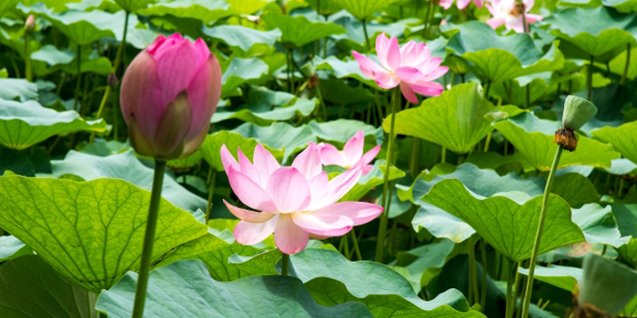 千葉市中央区の花 オオガハス