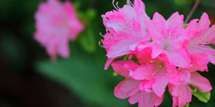 千葉県富津市の花　ツツジ