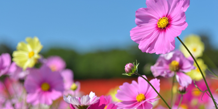 千葉県市原市の花　コスモス