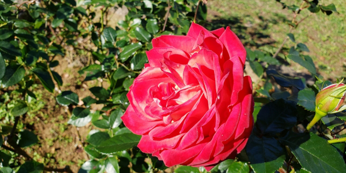 千葉県市川市の花　バラ