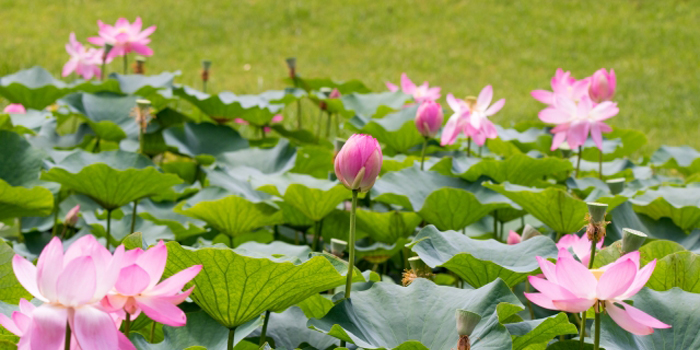 千葉市稲毛区の花　オオガハス