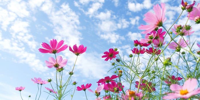 千葉県印西市の花　コスモス