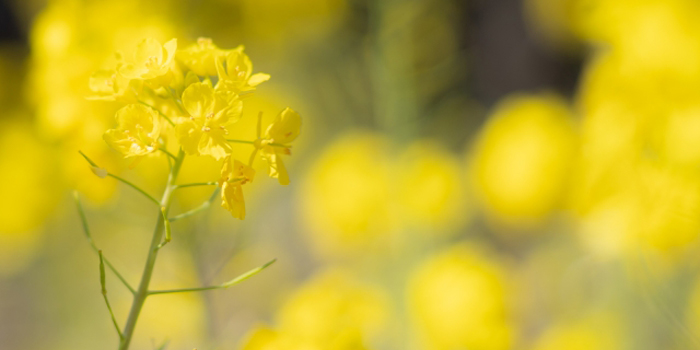 いすみ市の花　菜の花