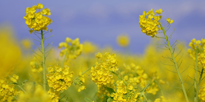 千葉県鴨川市の花　ナノハナ