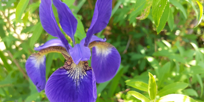 千葉県香取市の花　アヤメ