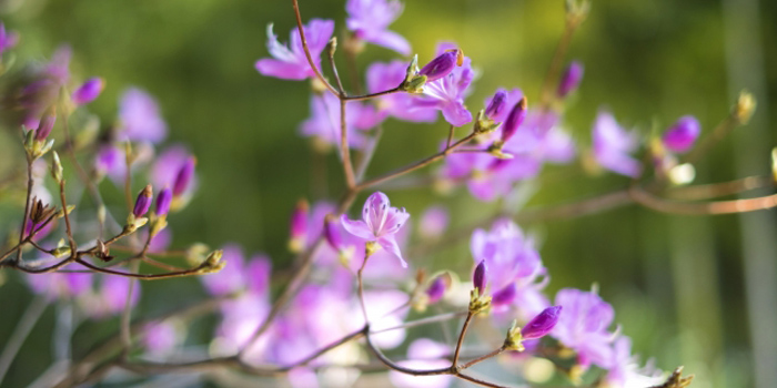 千葉県君津市の花　ミツバツツジ