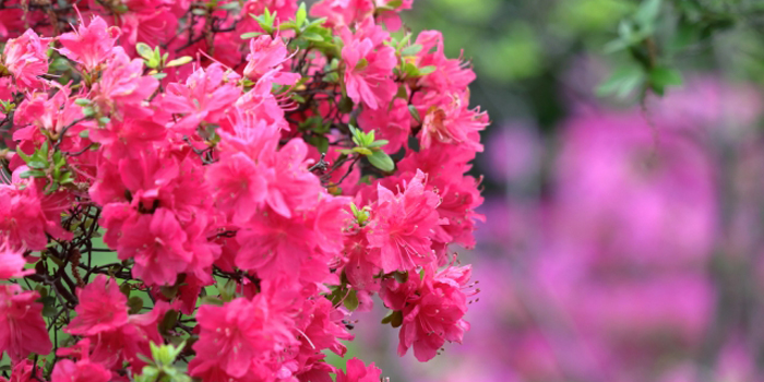 千葉県木更津市の花　サツキ