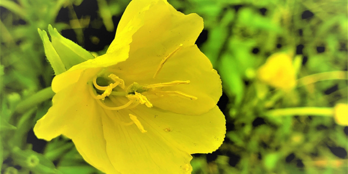 山武郡九十九里町の花　オオマツヨイグサ