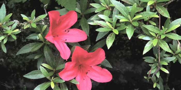 長生郡白子町の花 さつき