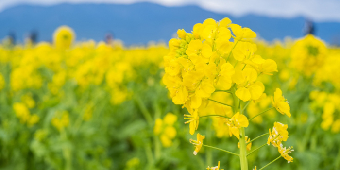 千葉県の花　なのはな