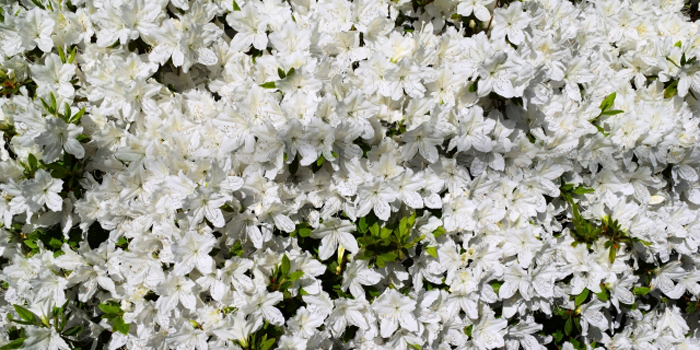 千葉県流山市の花　ツツジ