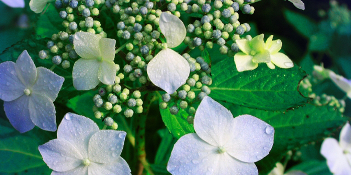 千葉県習志野市の花　アジサイ