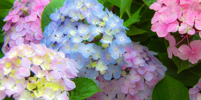 千葉県成田市の花　あじさい