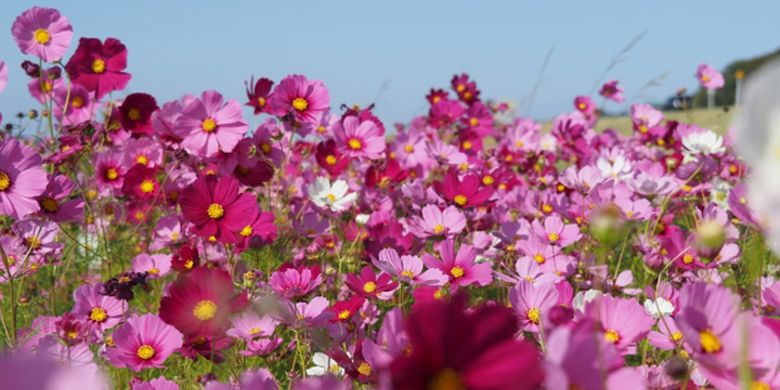 千葉県大網白里市の花　ヤマユリ