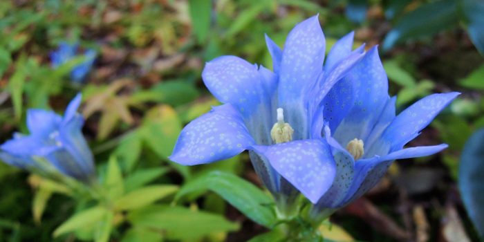 印旛郡栄町の花　リンドウ