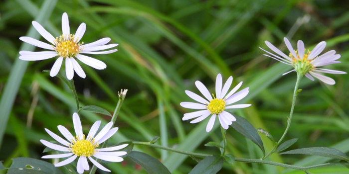 千葉県山武市の花　ノギク