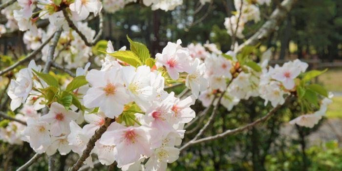 香取郡芝山町の木　ヤマザクラ