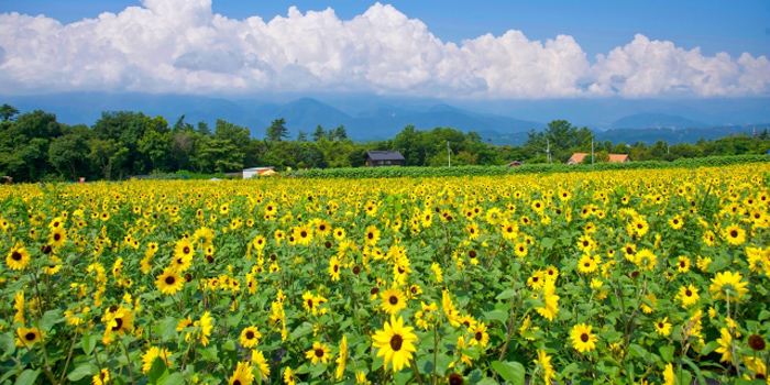 長生郡白子町の花　ひまわり