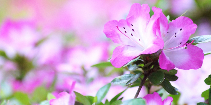 千葉県白井市の花　サツキ