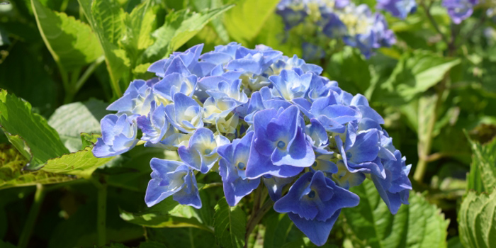 香取郡多古町の花　アジサイ