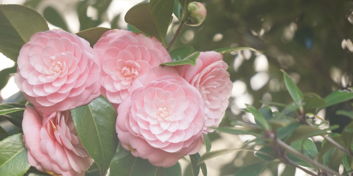 千葉県館山市の花　ナノハナ