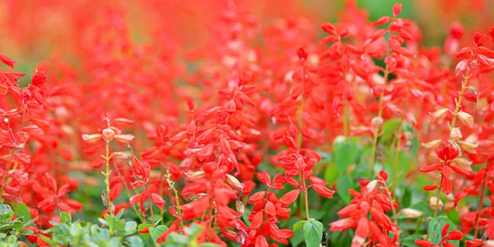 千葉県富里市の花　サルビア