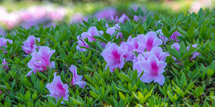 愛媛県新居浜市の花　つつじ