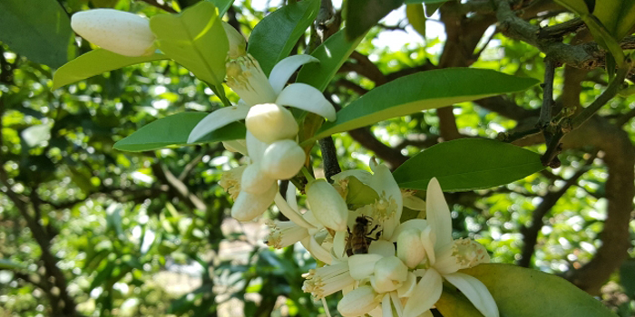 愛媛県の花　みかんの花