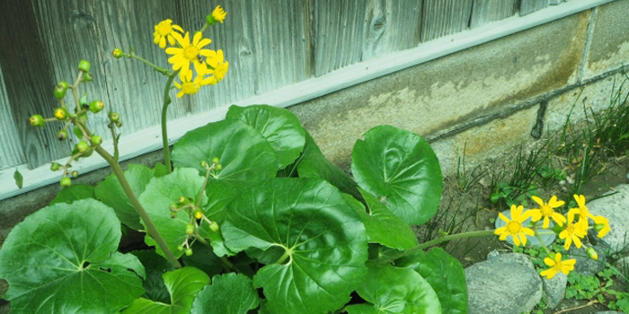 愛媛県西宇和郡伊方町の花　ツワブキ