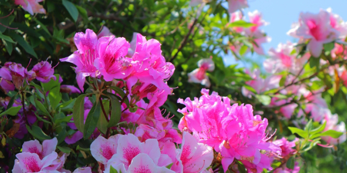 愛媛県今治市の花　つつじ