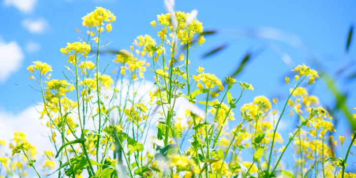 愛媛県伊予市の花　ナノハナ