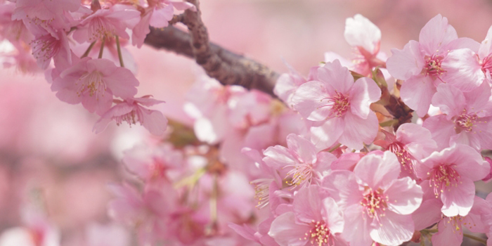 愛媛県上島町の花　さくら