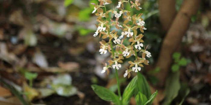 愛媛県北宇和郡松野町の花　エビネ